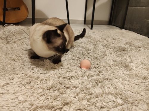 Customer photo review of SmartyCat Ball