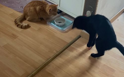 Customer photo review of SmartyCat Ball