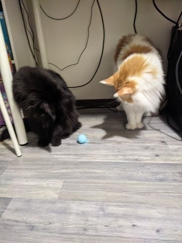 Customer photo review of SmartyCat Ball