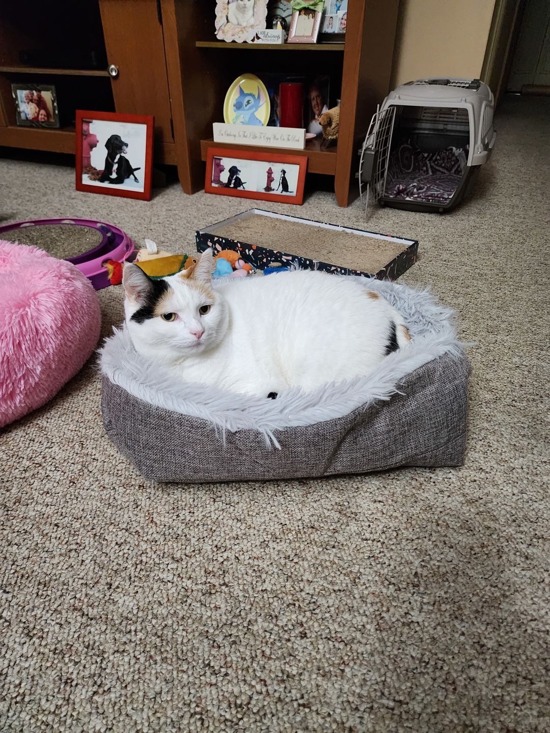 Customer photo review of 2-in-1 Soothing Cat Bed