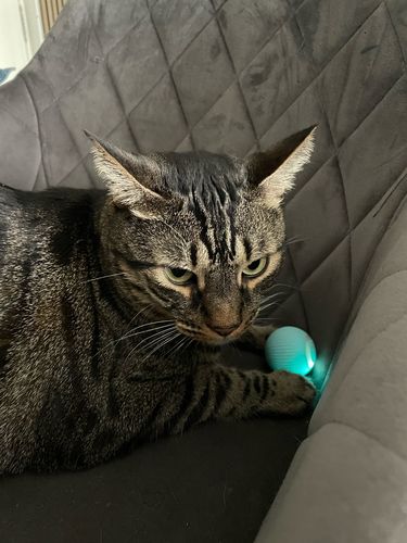 Customer photo review of SmartyCat Ball