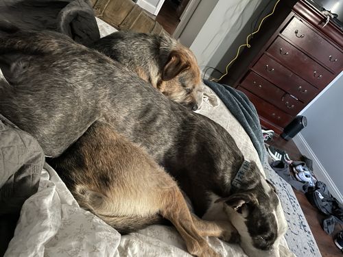Customer photo review of 12 Inch Jumbo Bully Stick