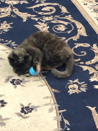 Customer photo review of SmartyCat Ball