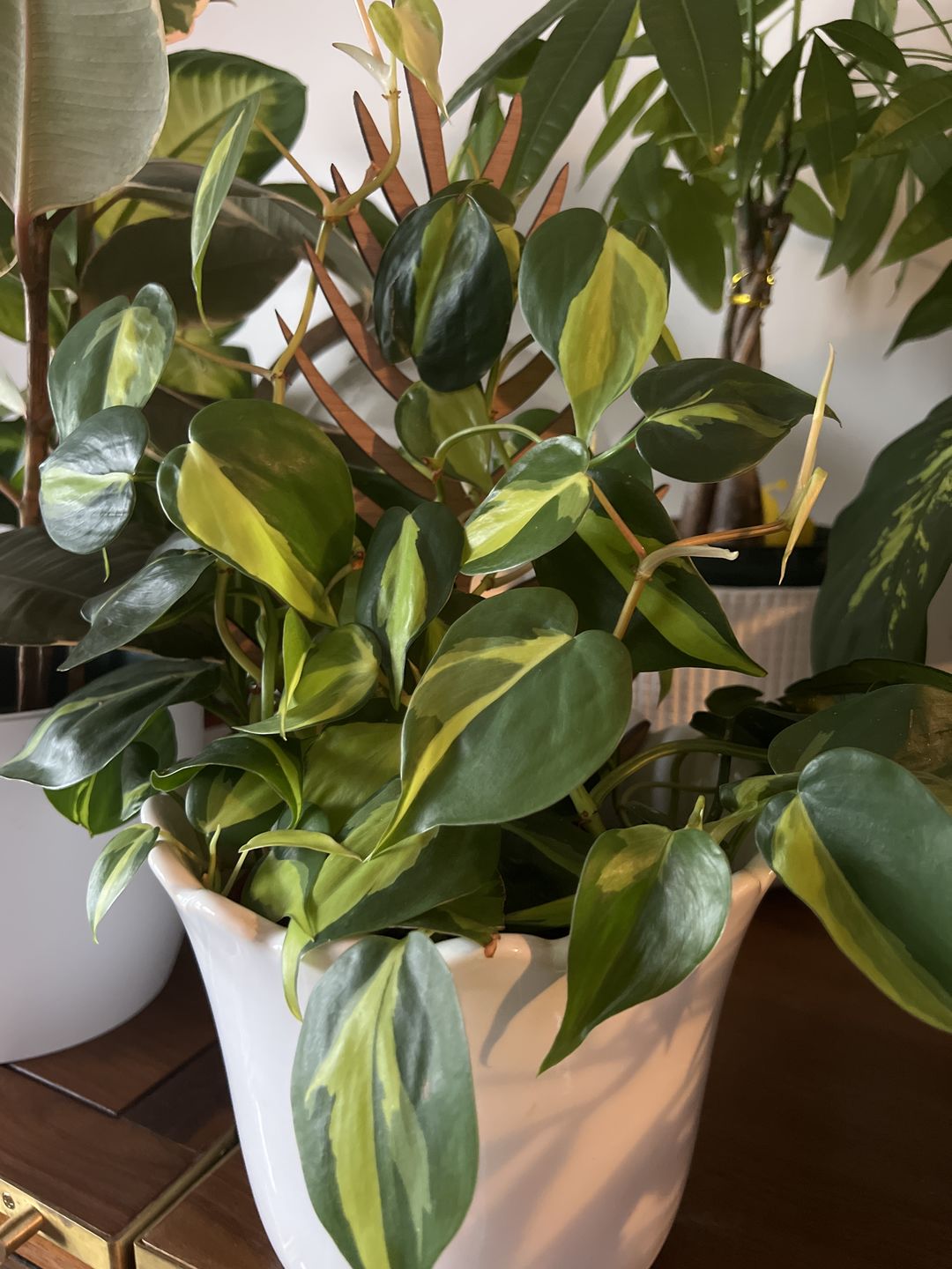 Customer photo review of Palmella - Plant trellis inspired by the Palm Leaf