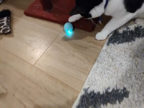 Customer photo review of SmartyCat Ball