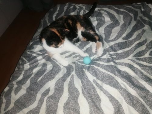 Customer photo review of SmartyCat Ball