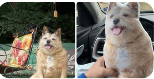 Customer photo review of Create A Custom Dog Pillow