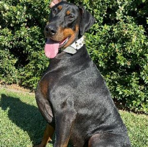 Customer photo review of Hemp Seed Oil for Dogs (200ml)