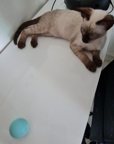 Customer photo review of SmartyCat Ball