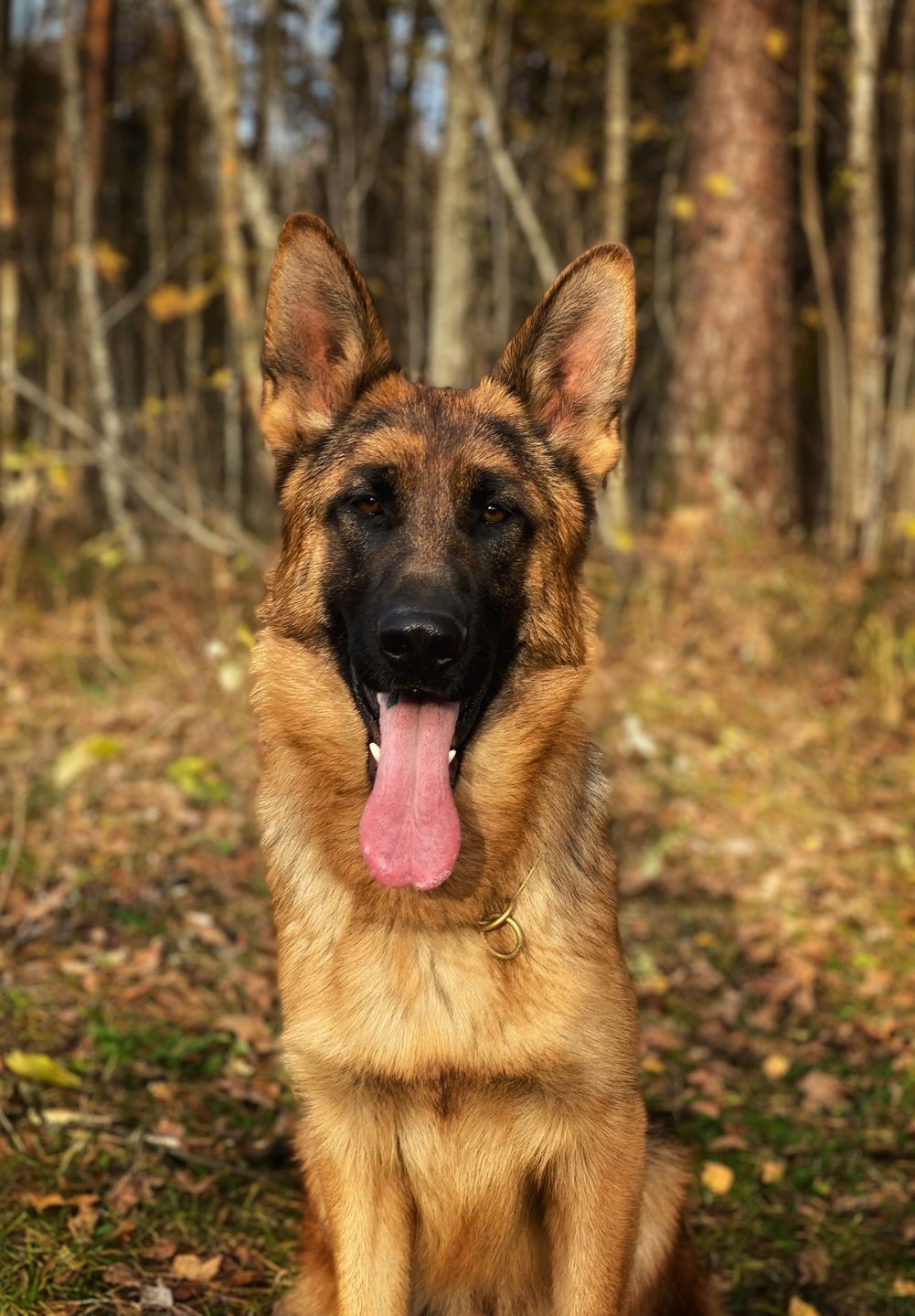 Customer photo review of Healthy Skin and Coat | Premium Pet Supplement
