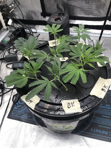 Customer photo review of Aeroponic 9 Site 3 gallon Cloner