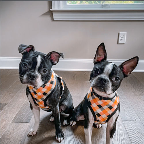 Customer photo review of Halloween plaid dog harness