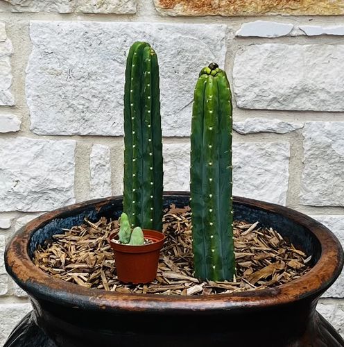 Customer photo review of Penis Cactus | Trichocereus bridgesii monstrose