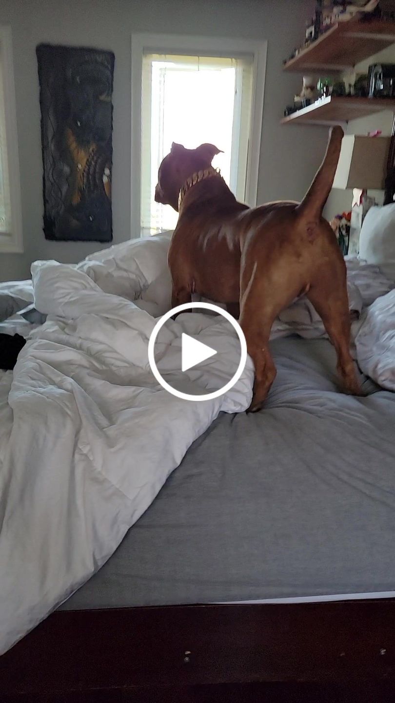 Customer video review of THE KILO