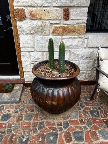 Customer photo review of Imperfect San Pedro Cactus Cuttings | Echinopsis pachanoi Cuttings