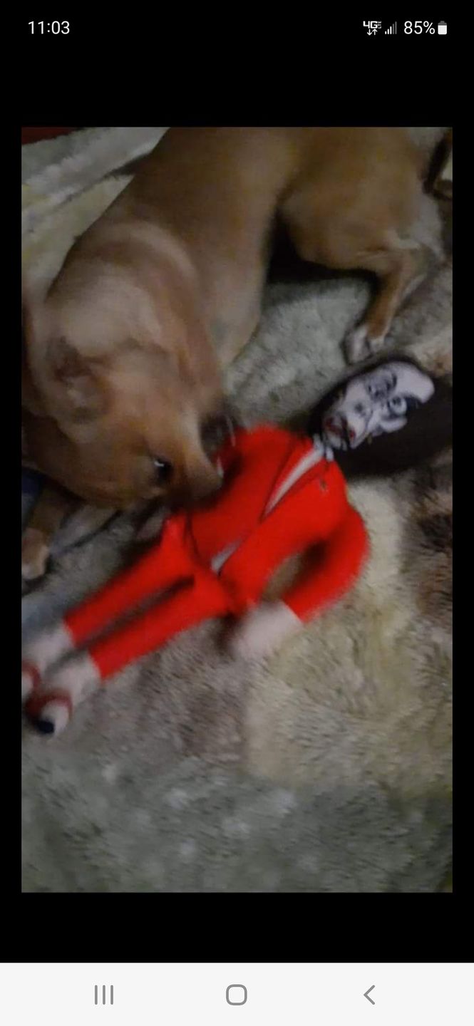 Customer photo review of Joe Biden Kamala Harris & Nancy Pelosi Starter Pack Tough Plush Dog Chew Toys with Squeakers - Official Republican Dogs