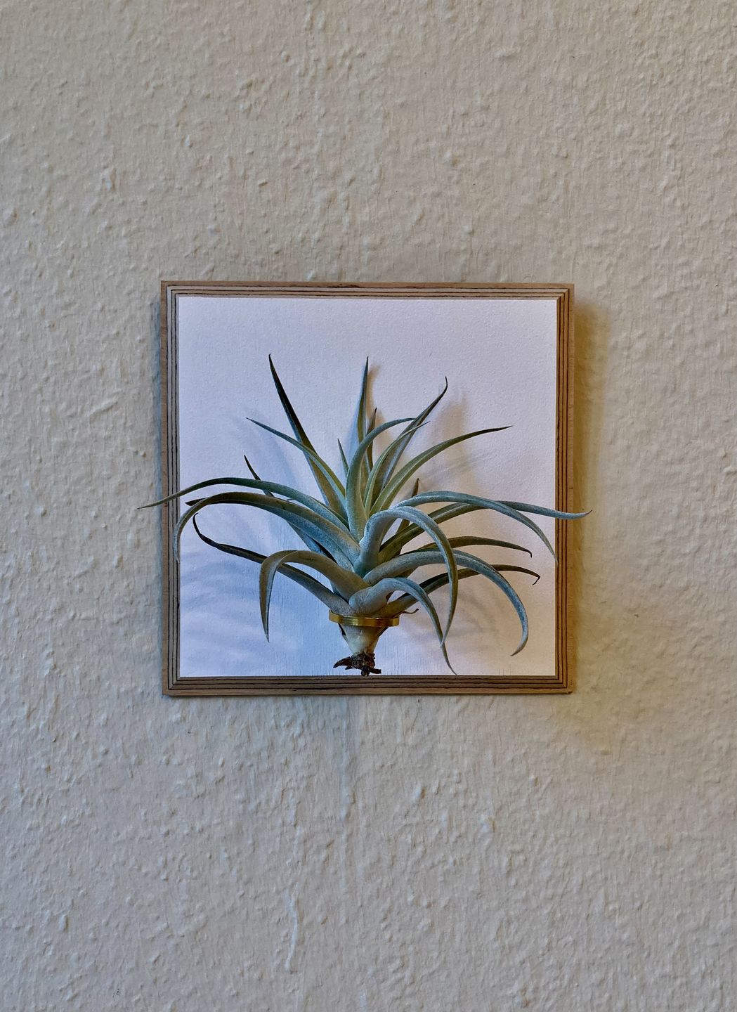 Customer photo review of Tillandsia harrisii
