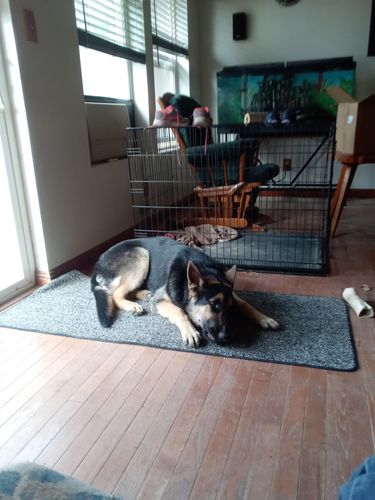 Customer photo review of Pig Ears For dogs