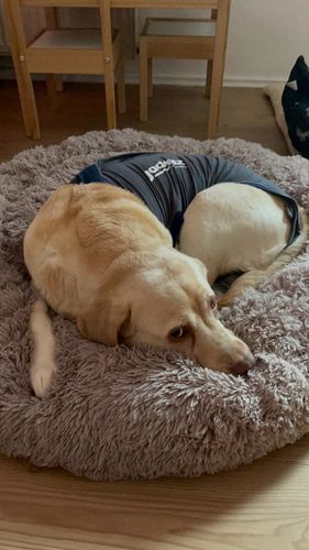 Customer photo review of Puppery Hundebett Wolke 7 - Das Original