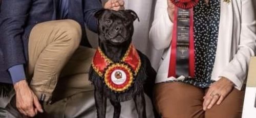 Customer photo review of DoggieBalm Natural Manuka & Hemp Shampoo and Conditioner