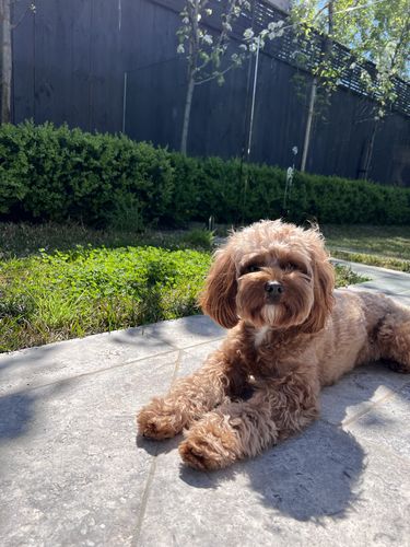 Customer photo review of Puppy Chews