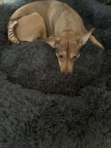 Customer photo review of Puppery Hundebett Wolke 7 - Das Original