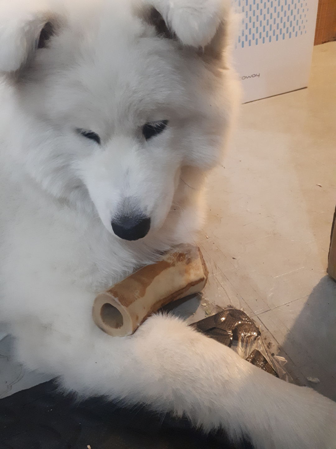 Customer photo review of 5-6 Inch Marrow Bone