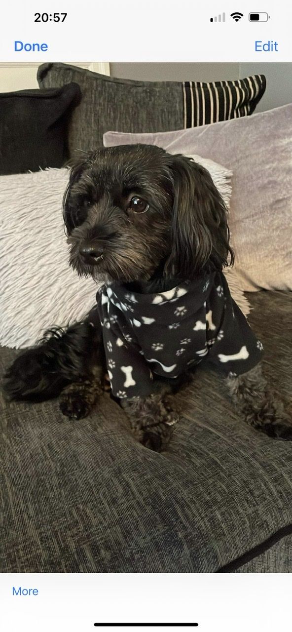 Customer photo review of Paw Print & Bones Anti Pill Polar Fleece Fabric