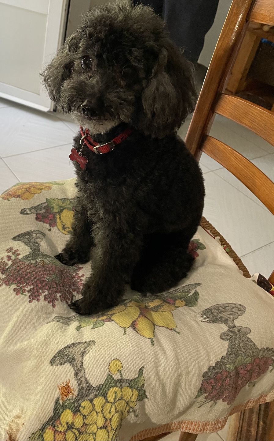 Customer photo review of Cave Canem mosaico di Pompei - mattonella in marmo