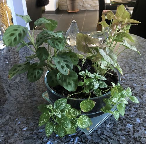 Customer photo review of Mon petit cygne®