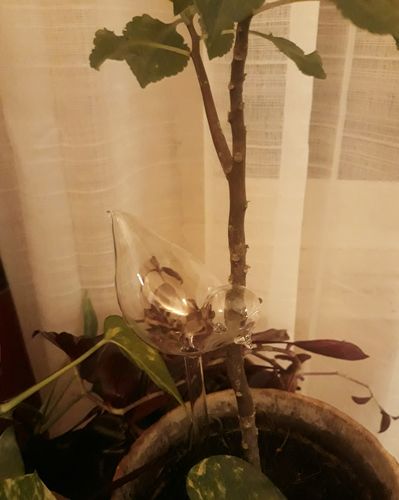 Customer photo review of Mon petit oiseau®