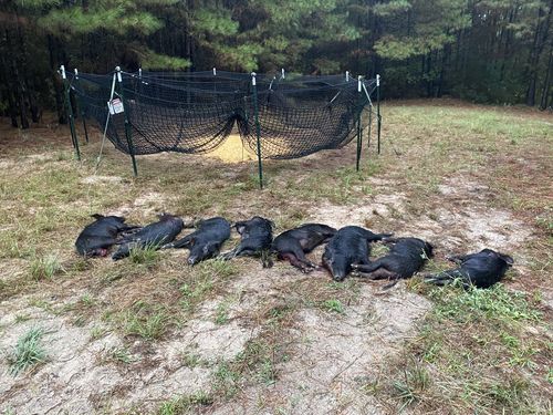 Customer photo review of Pig Brig Trap System