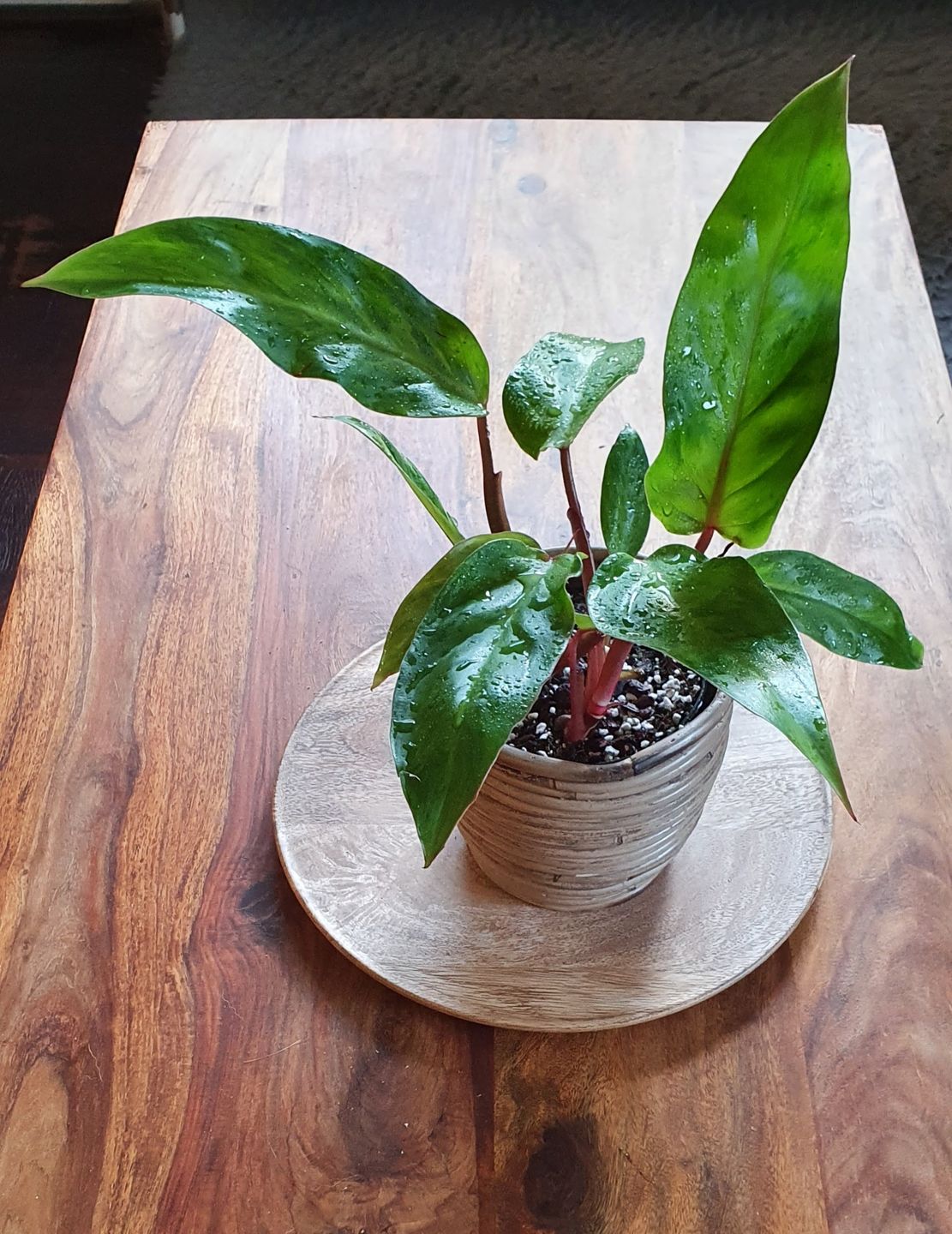 Customer photo review of PHILODENDRON PAINTED LADY