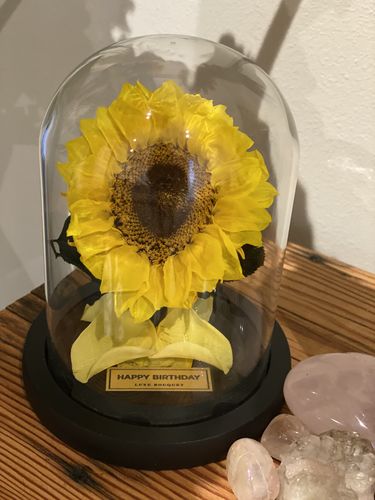 Customer photo review of Mini Forever Sunflower