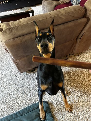 Customer photo review of 6 Inch Jumbo Bully Stick