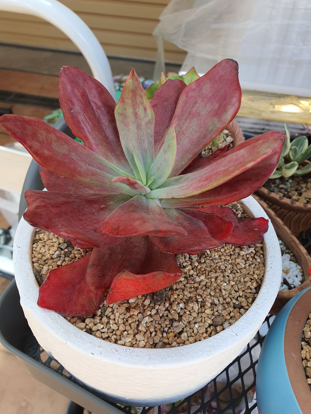 Customer photo review of Echeveria Diamond State Variegata