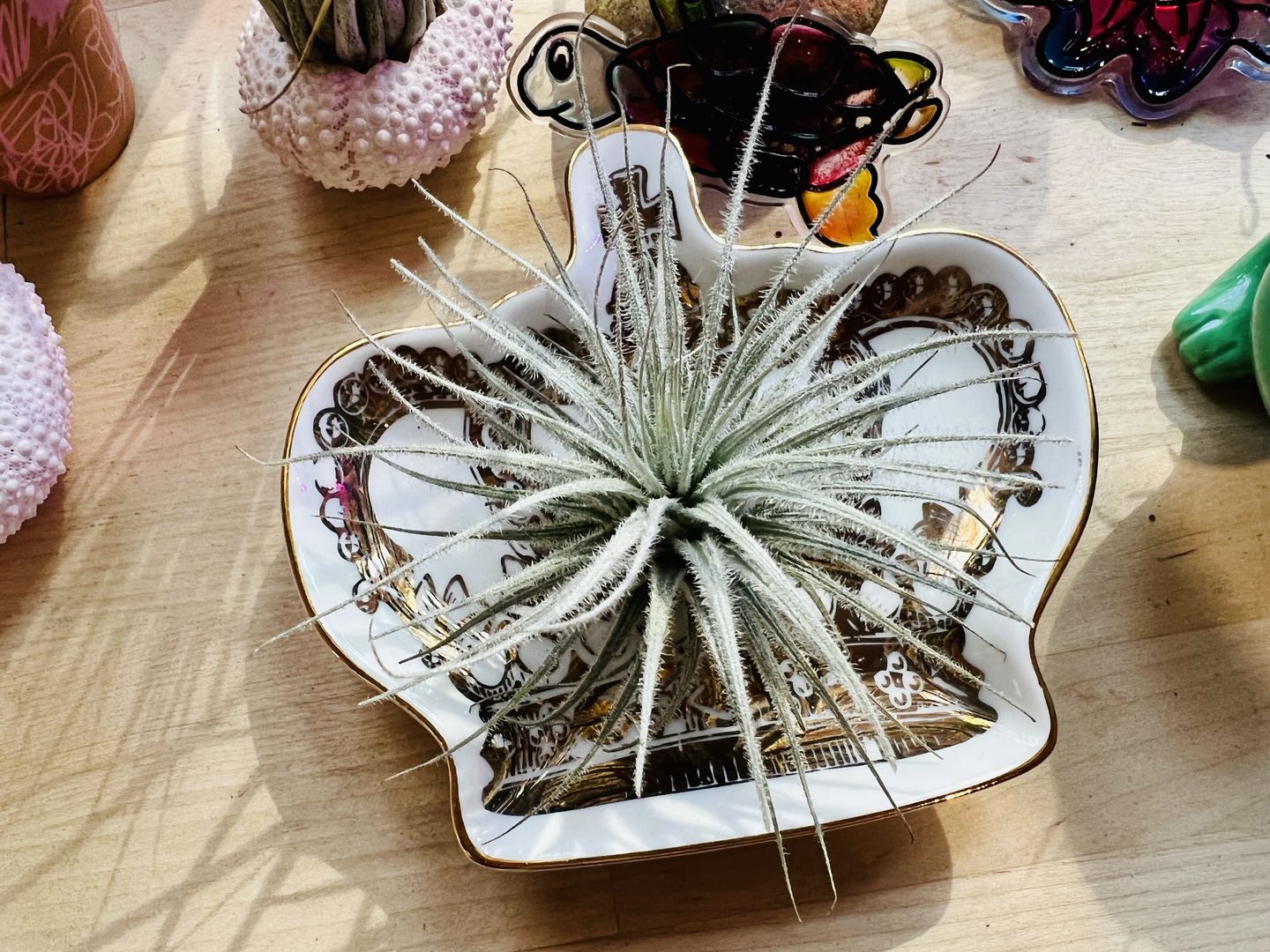 Customer photo review of Tectorum Ecuador  (AKA Snowball)