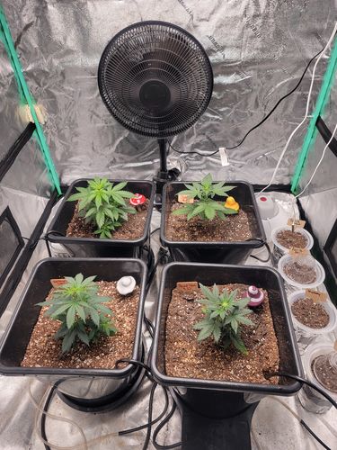 Customer photo review of AC Infinity Grow Tent Ventilation Kit Pro, 6 Inch
