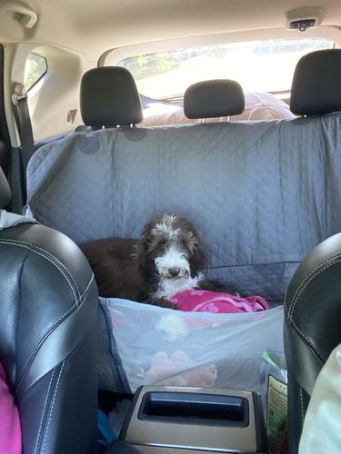Customer photo review of Waterproof Non-Slip Car Seat Hammock Cover With Pockets, Side Flaps, Headrest Straps, Seat-Anchors, & Mesh Window (+FREE SAFETY BELT!)
