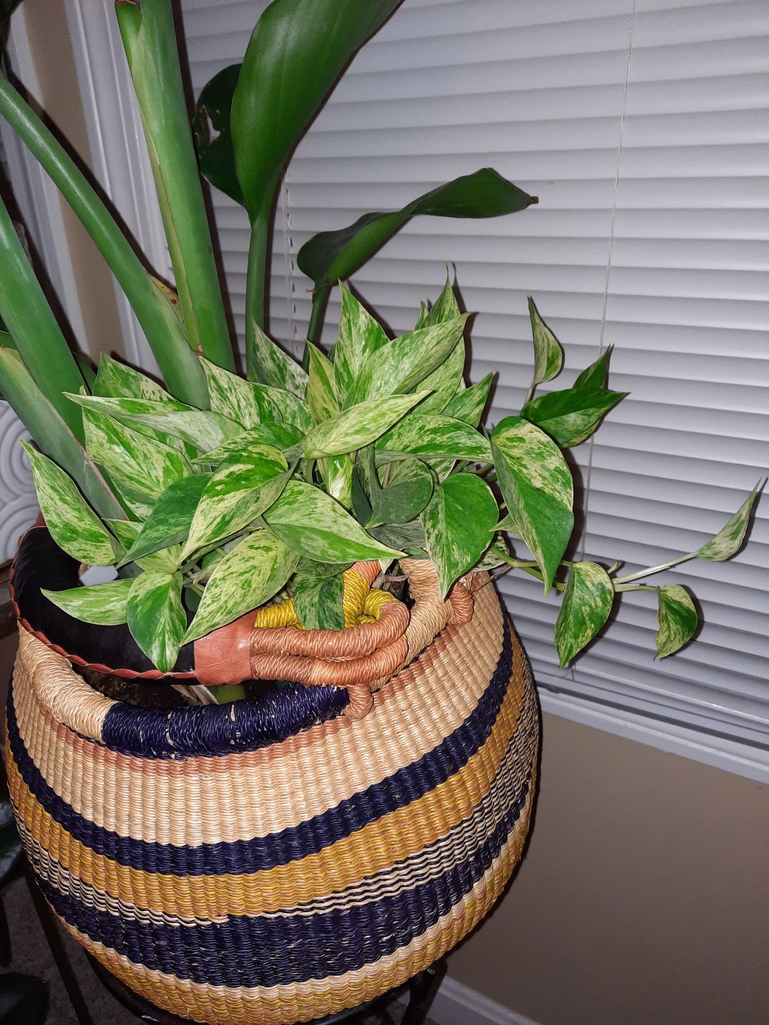 Customer photo review of 4" Pothos Epipremnum aureum 'Marble Queen'