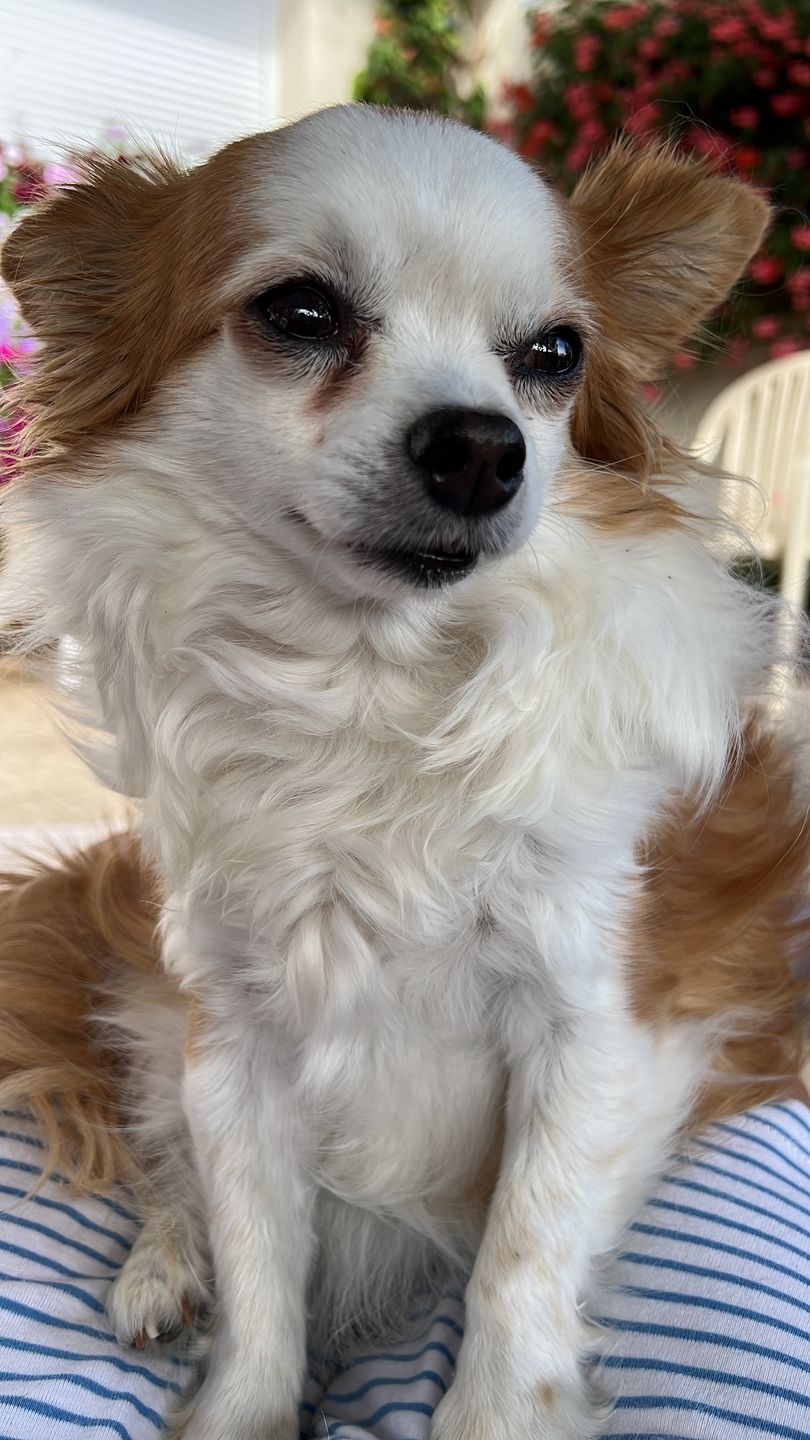 Customer photo review of Spray anti-tartre pour chien