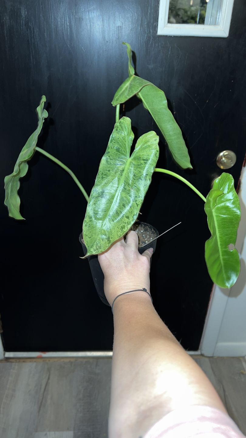 Customer photo review of 4" Philodendron 'Paraiso Verde'
