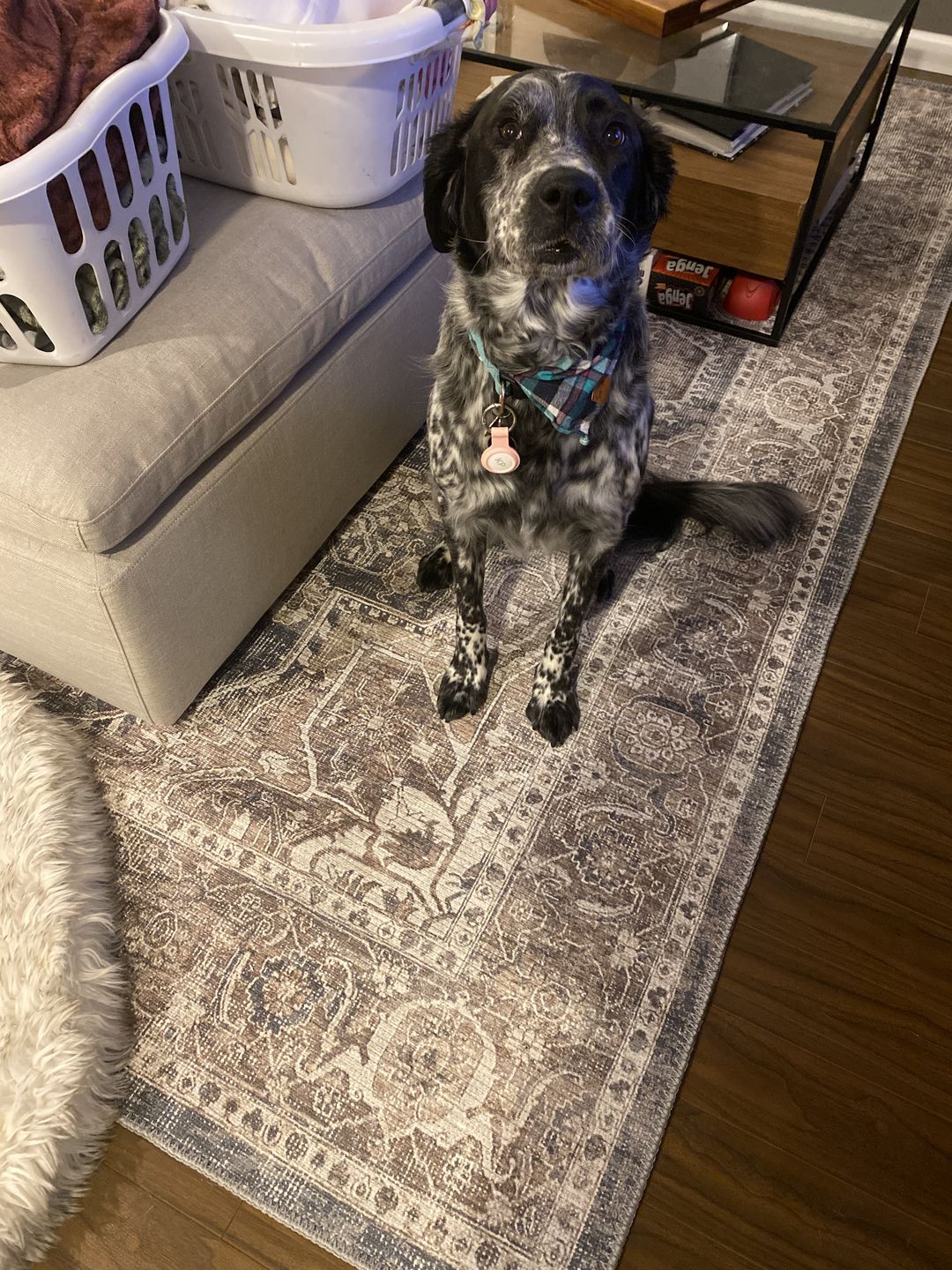 Customer photo review of Distressed Vintage Kendra Ash Area Rug