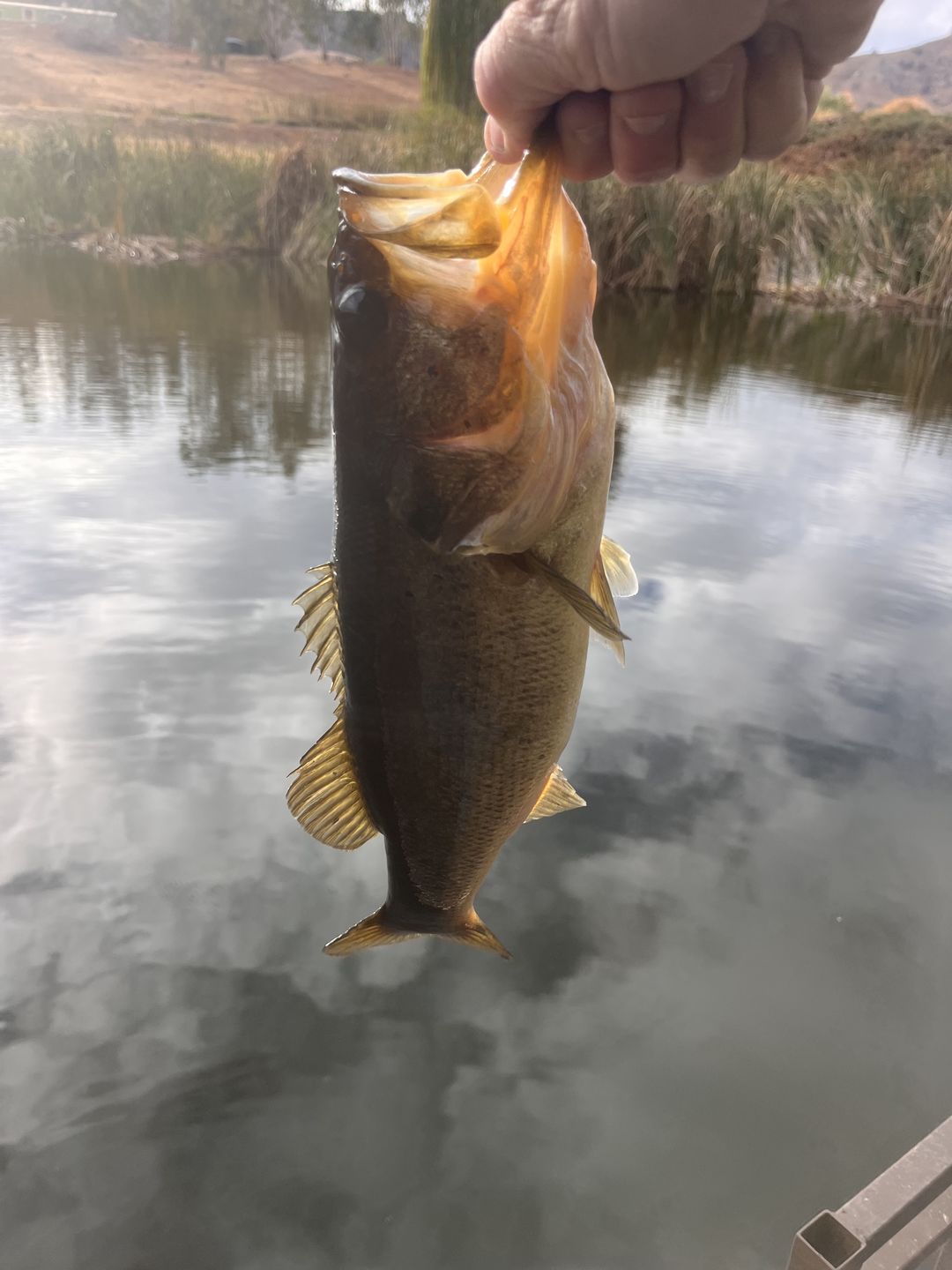 Customer photo review of Tilapia Segmented Fishing Lure Jointed Swimbait