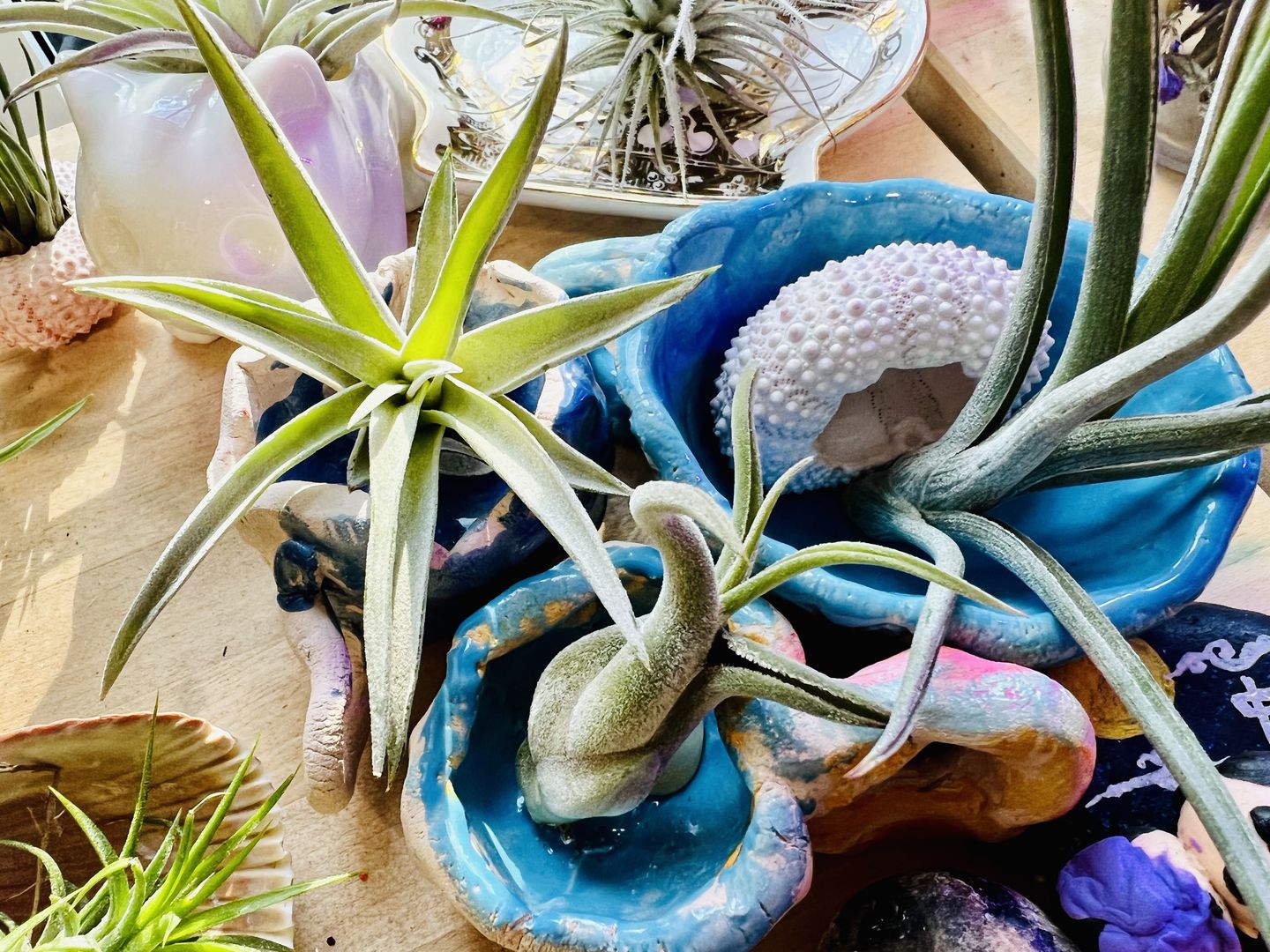 Customer photo review of Harrisii  (Easy Care Plant)  *Cannot Be Shipped Internationally*