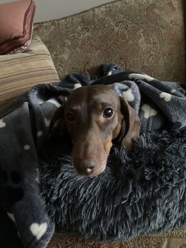 Customer photo review of Calming Donut Bed - Frenchie Blue