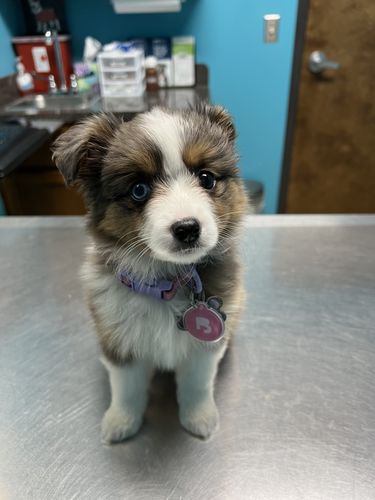 Customer photo review of Pink