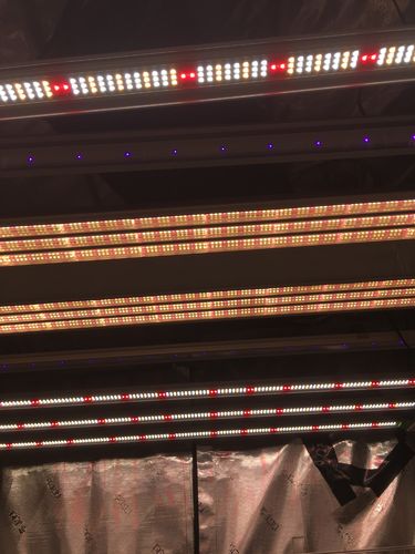 Customer photo review of FGI UVA LED Grow Light Set. Supplimental Blue 340-400 nm Exteneded Spectrum. Additional PAR Booster.