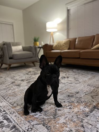 Customer photo review of Louis Machine Washable Rug