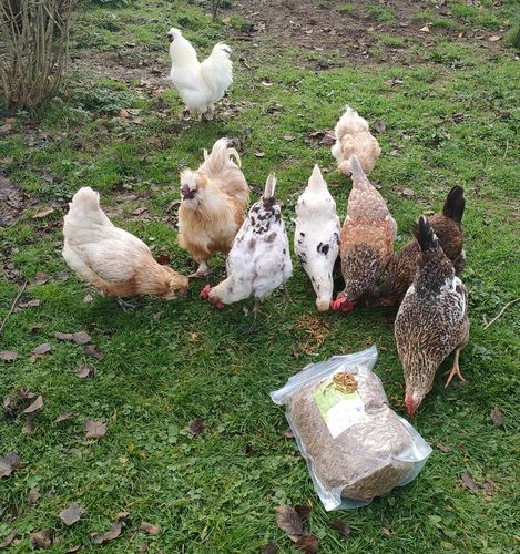 Customer photo review of BlackTasty™ Getrocknete Soldatenfliegenlarven